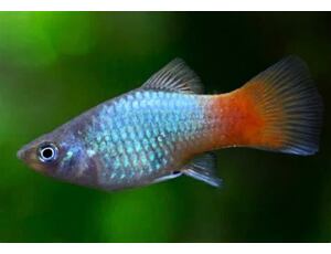 Xiphophorus maculatus Blue Coral - Platy Blau 3 cm