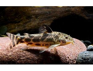 Aspidoras spilotus - Schmerlen-Panzerwels 2-3 cm