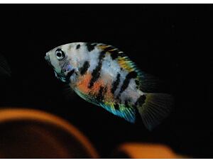 Cichlasoma nigrofasciatum marble - Grünflossenbuntbarsch 4-5 cm
