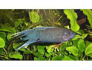 Macropodus opercularis concolor - Concolor Makropode 4-5 cm
