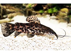 Hoplosternum thoracatum - Gemalter Schwielenwels 3-4 cm