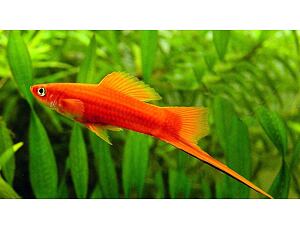 Xiphophorus helleri Rot - Roter Schwertträger 4-5 cm