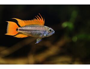 Apistogramma cacatuoides orange - Orangener Kakadu-Zwergbuntbarsch 3-4cm