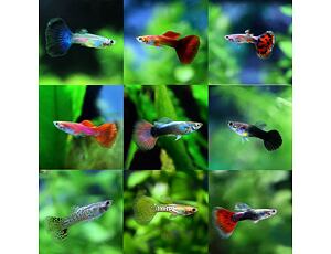 Poecilia reticulata Mix - Guppy Paar Grade A 3-4 cm