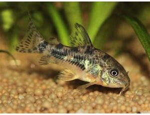 Corydoras paleatus - Marmor-Panzerwels 2,5-3 cm