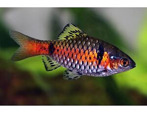 Puntius sp. Odessa - Odessabarbe 3-4 cm