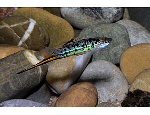 Xiphophorus helleri guentheri - Grüner Schwertträger 3-4 cm