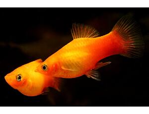 Xiphophorus maculatus Sonne - Sonnen Platy 3 cm