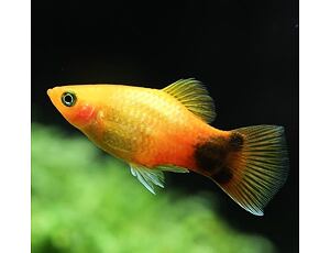 Xiphophorus maculatus Mickey Mouse - Platy 3 cm