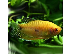 Trichopodus trichopterus Gold - Goldener Fadenfisch 4-5 cm