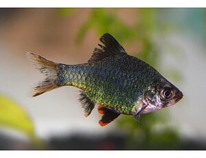 Puntius tetrazona Grün - Moosbarbe 3-4 cm