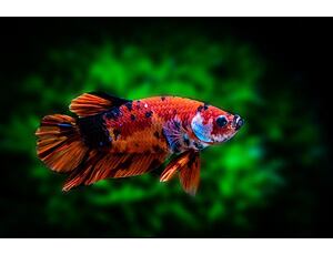 Betta splendens Koi - Kampffisch Koi XL 5 cm