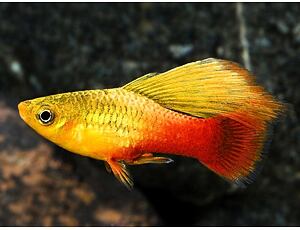 Xiphophorus variatus - Papageienplaty 3 cm