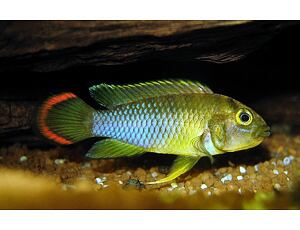 Apistogramma nijseni - Panda-Zwergbuntbarsch 3-4cm