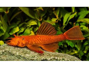 Ancistrus sp. Super Rot - Super Roter Antennenwels 3-4 cm