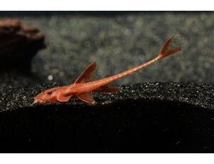 Rineloricaria sp. Rot - Hexenwels Rot 4-5 cm