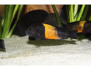 Tropheus moorii Bemba - Orangeband-Moorii 4-5 cm
