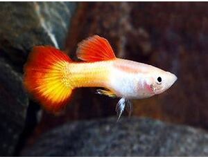 Poecilia reticulata Micariff Sunset - Guppy Paar Grade A 3-4 cm