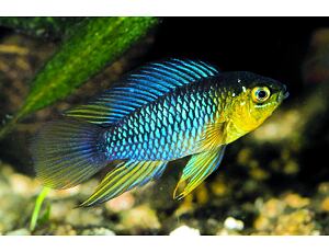 Apistogramma borellii - Gelber Zwergbuntbarsch 2,5-3cm