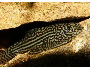 Sewellia lineolata - Pracht-Flossensauger 3-4 cm
