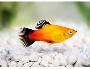 Xiphophorus maculatus Tricolor - Platy Tricolor 3 cm