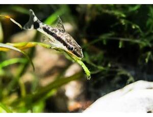 Otocinclus affinis - Gestreift Ohrgitter-Harnischwels 2,5-3 cm