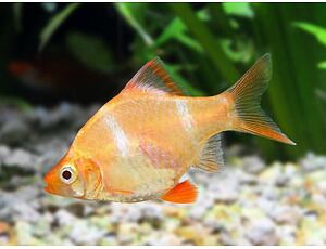 Puntius tetrazona Gold - Sumatrabarbe Gold 3-4 cm