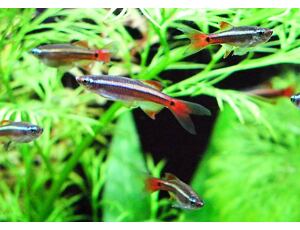 Tanichthys albonubes Schleier - Kardinalfisch Schleier 3 cm