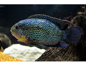 Cichlasoma octofasciatum - Achtbindenbuntbarsch 3-4 cm