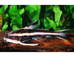 Platydoras costatus - Liniendornwels 4-5 cm