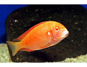 Tropheus moorii Chipimbi Albino 	3-4 cm