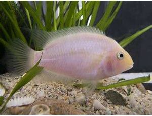 Cichlasoma nigrofasciatum gold - Grünflossenbuntbarsch gold 3-4 cm