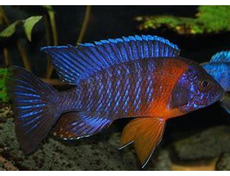 Aulonocara hansbaenschi - Red Flash Kaiserbuntbarsch 4-5 cm