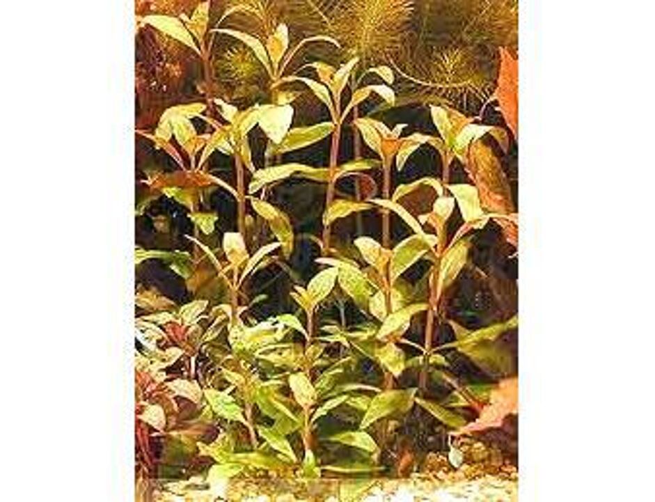 Alternanthera reineckii  - Topf