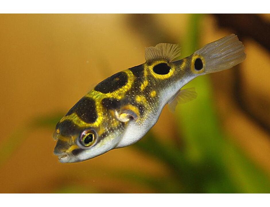 Tetraodon biocellatus - Palembang-Kugelfisch 3-4 cm