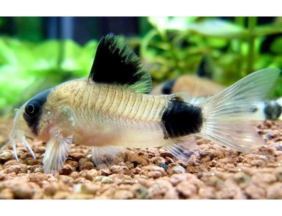 Corydoras panda - Panda-Panzerwels 2,5-3 cm