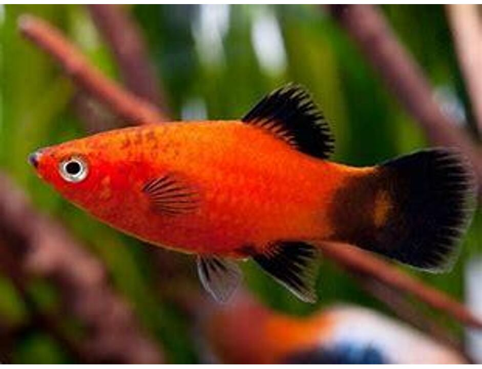 Xiphophorus maculatus WG - Platy Wagtail Rot 3 cm