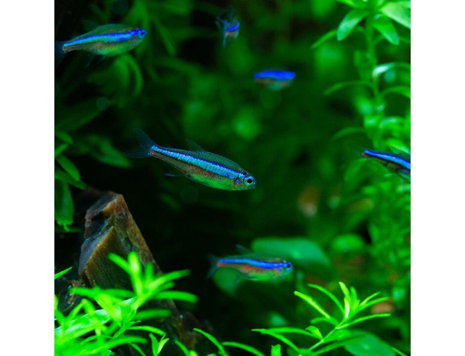 Paracheirodon simulans - Blauer Neonsalmler 1,5-2 cm