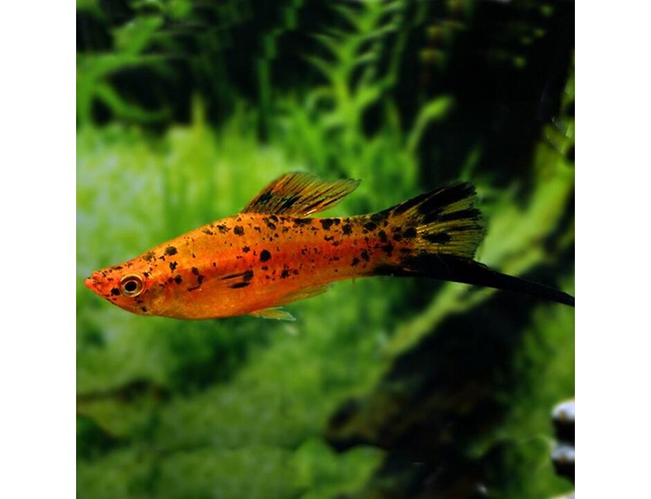 Xiphophorus helleri Berlin - Berliner Schwertträger 4-5 cm