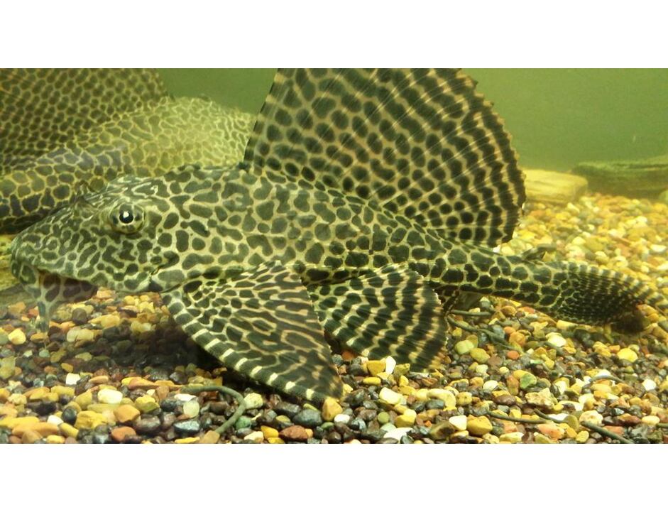 Glyptoperichthys gibbiceps - Wabenschilderwels 3-4 cm