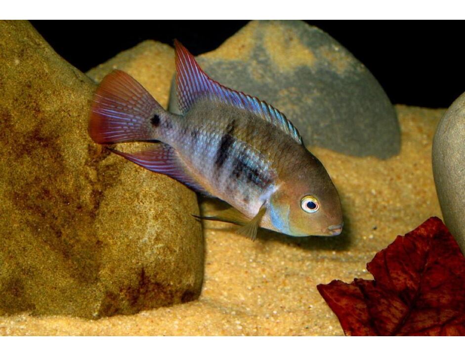 Cichlasoma sajica - Sajikabuntbarsch 3-4 cm