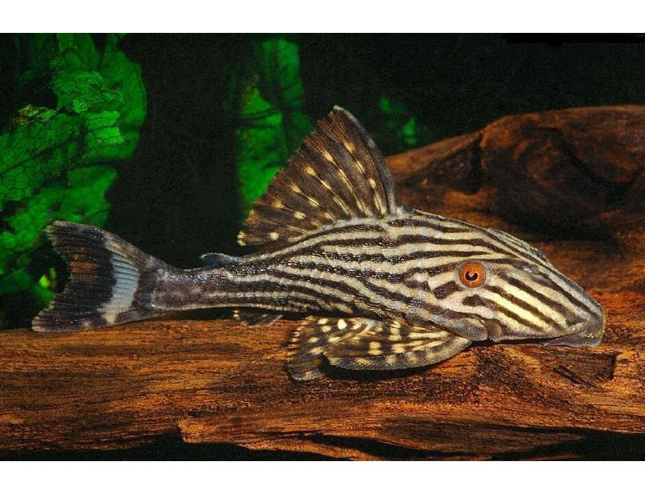 Panaque nigrolineatus - Schwarzlinien-Harnischwels 4-5 cm