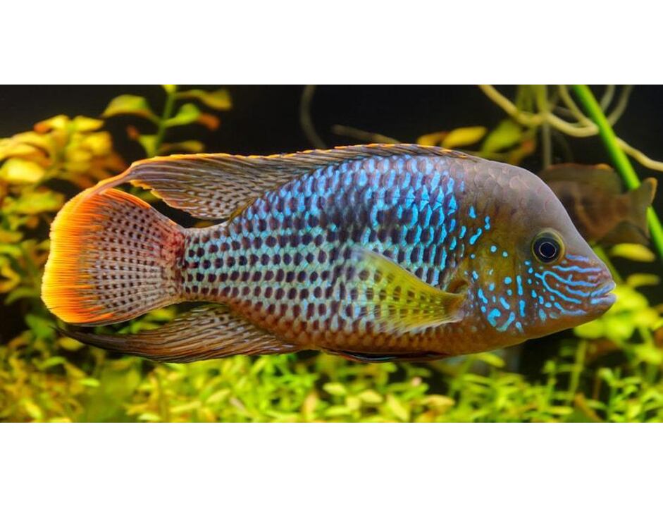 Aequidens rivulatus - Goldsaumbuntbarsch 3-4 cm