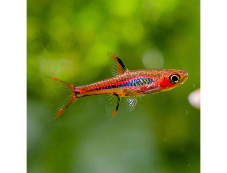Boraras brigittae 1,5-2 cm - Mosquitorasbora 1,5-2 cm