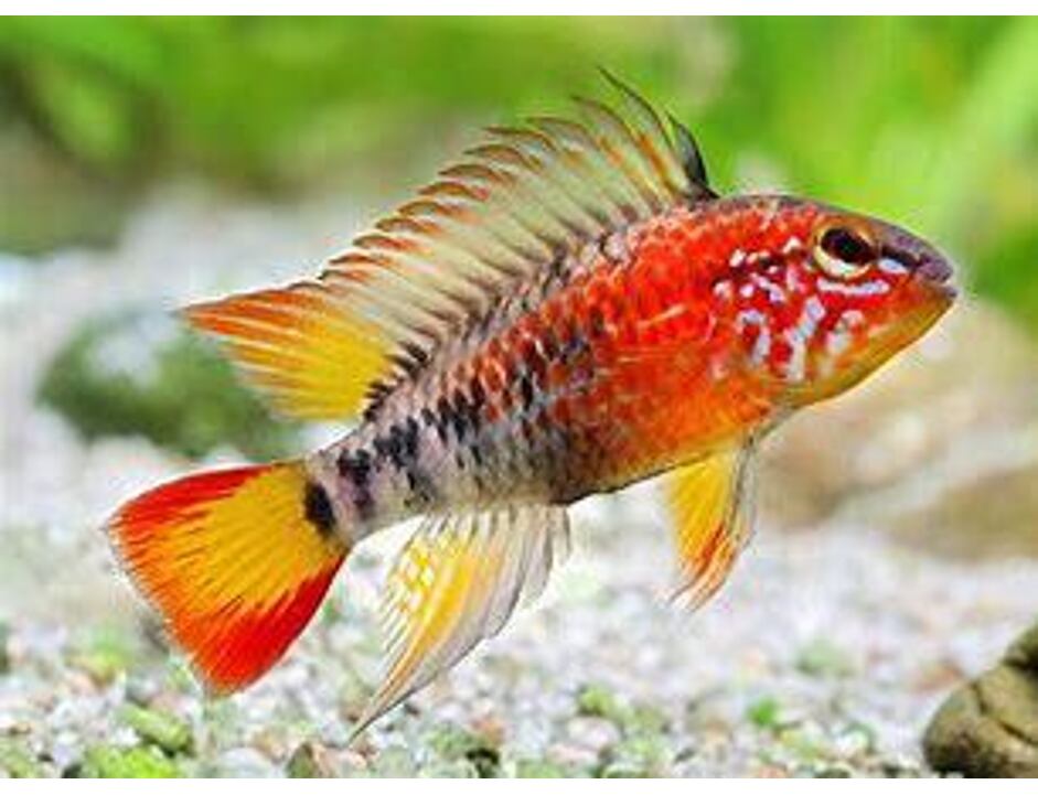 Apistogramma macmasteri Red Mask M - Villavicencio-Zwergbuntbarsch M 3-4cm