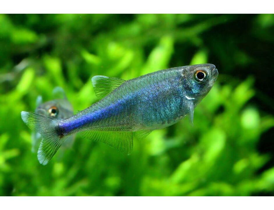 Boehlkea fredcochui  - Blauer Perusalmler 3-4 cm