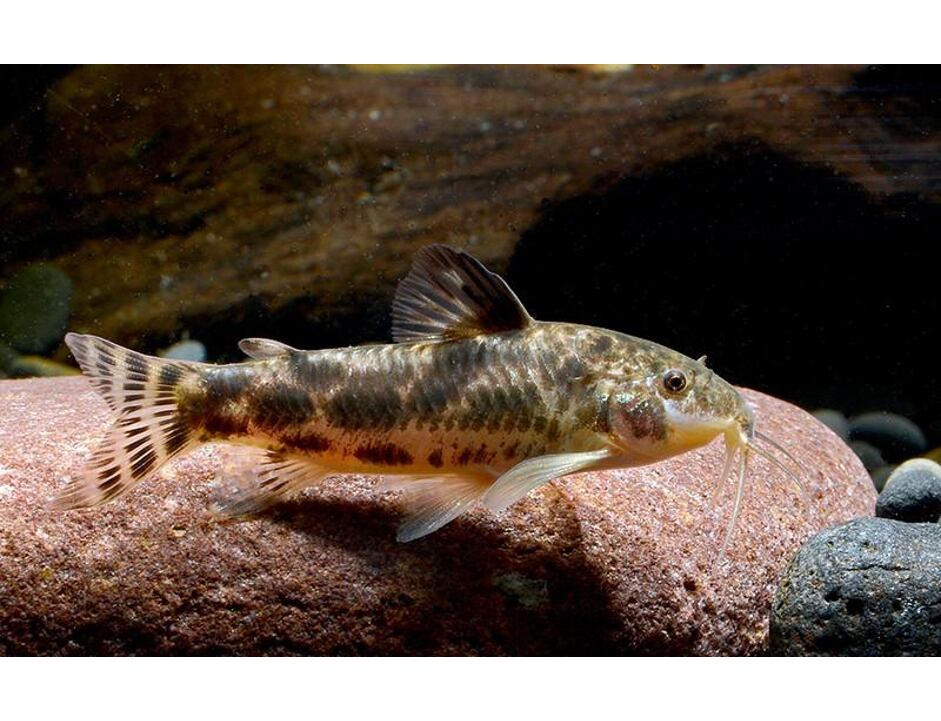 Aspidoras spilotus - Schmerlen-Panzerwels 2-3 cm