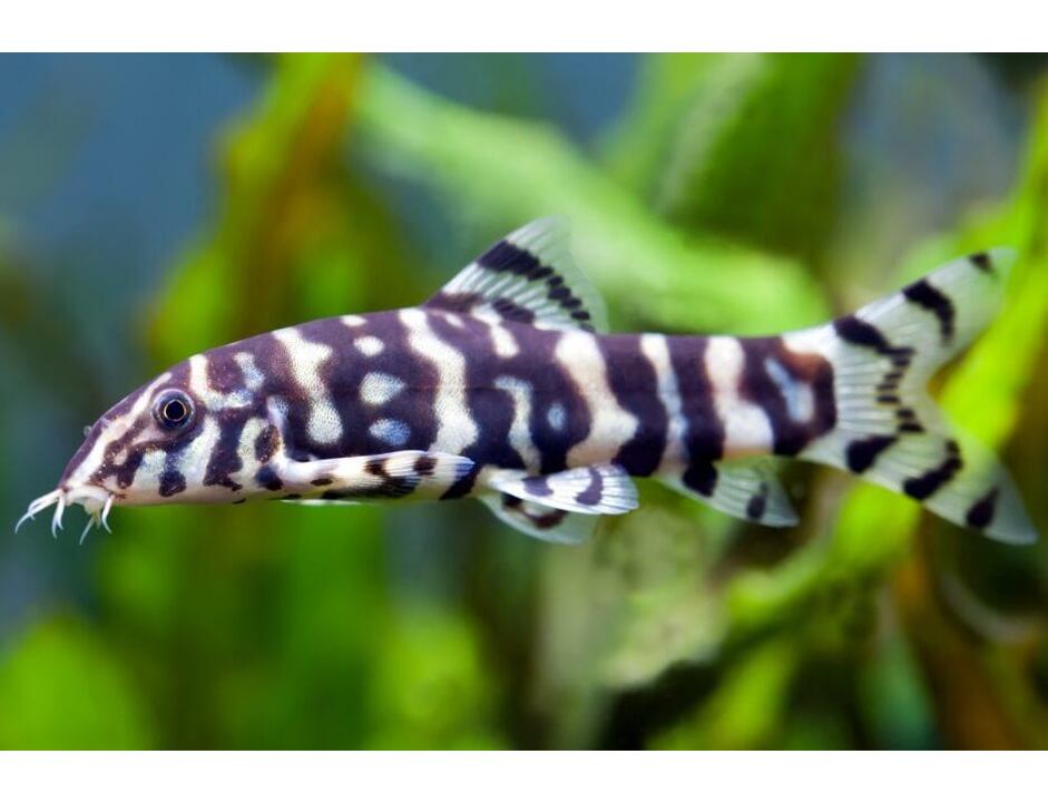 Botia lohachata - Netzschmerle 3-4 cm