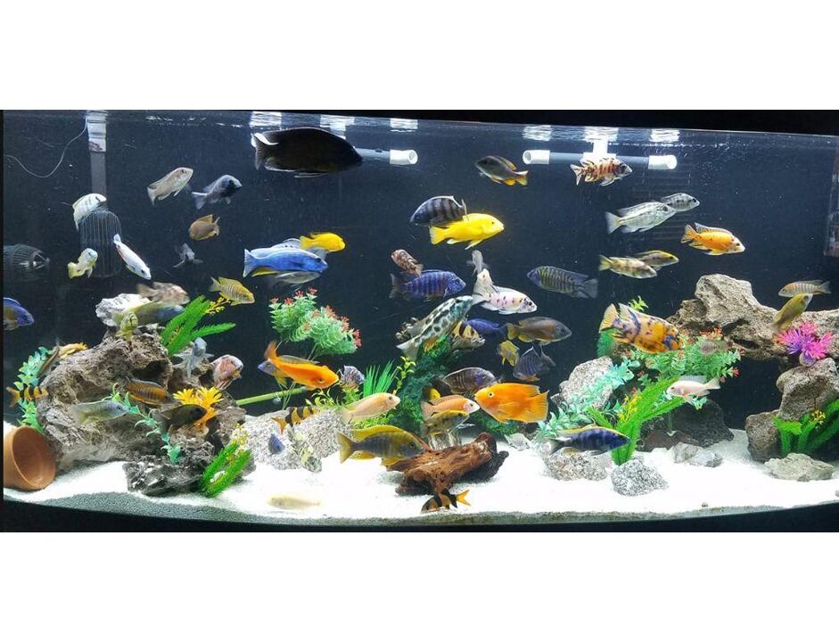 Zierfische Einsteiger Set 7 + Futter GRATIS für Becken 150 - 180 L