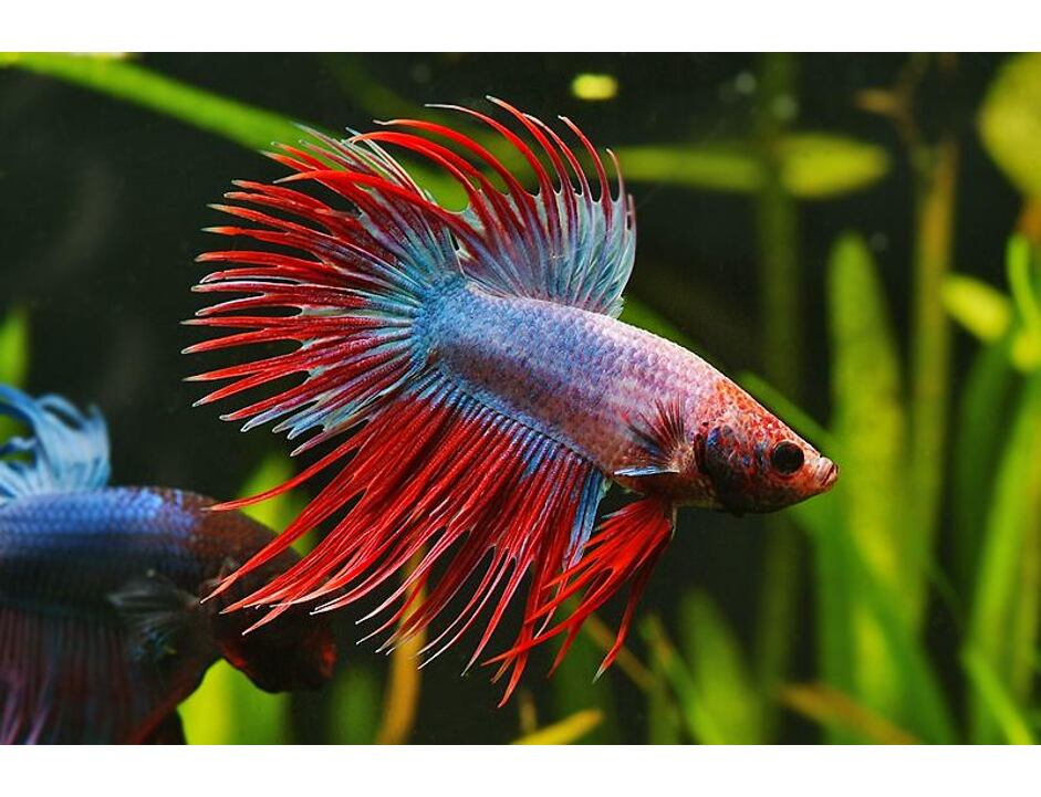 Betta splendens - Kampffisch Crown Tail XL 5 cm